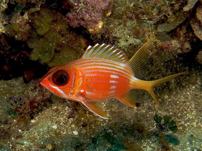 1199px-Holocentrus_rufus_(Longspine_Squirrelfish).jpg