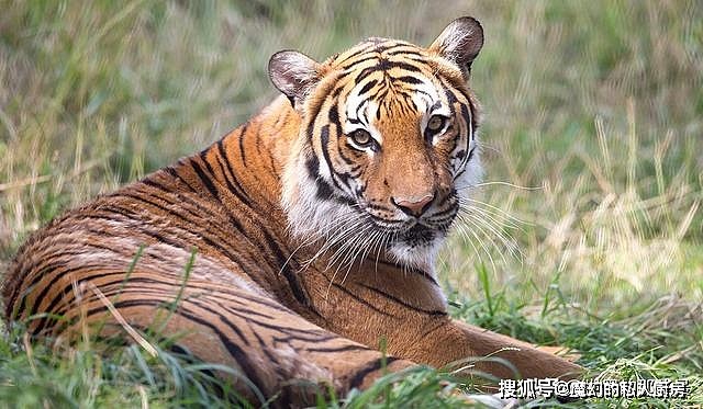 除了爪子和牙齿外，老虎的舌头也是一把刮骨刀，被舔一下后果严重 - 1