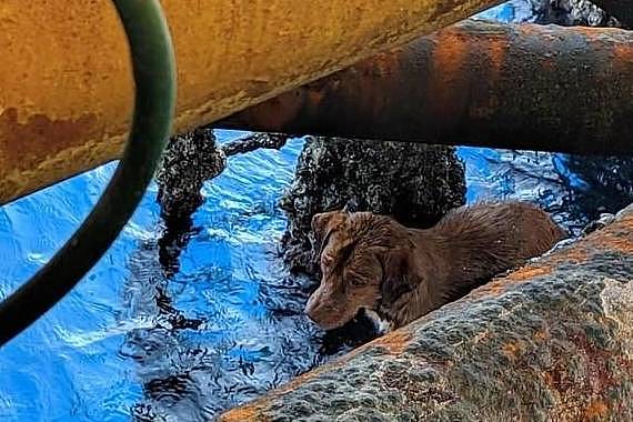 狗狗海面上漂流200公里，遇到油井工人后拼命游过去：救救我！ - 1