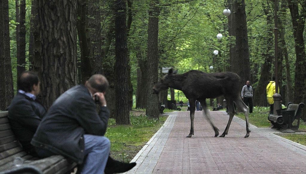 白俄罗斯明斯克麋鹿误闯公园横冲直撞最终被兽医制服送往动物园 - 1