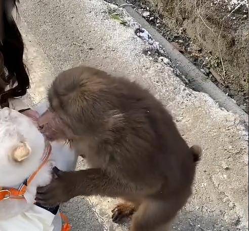 四川女子带猫出门遇小猴子，随后猴子一个举动让网友表示“有爱” - 4