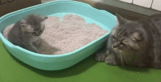 小奶猫学用猫砂盆太磨蹭, 被性急的猫妈妈一巴掌拍进了“屎盆子” - 2