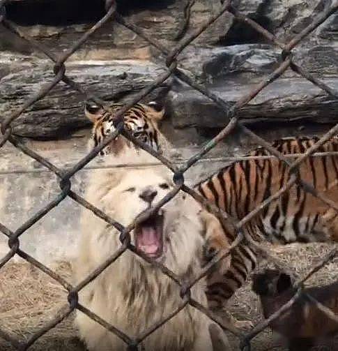 北京野生动物园中一头老虎欺负白色雄狮，被一只狗吠了几下，老虎就被吓走 - 8