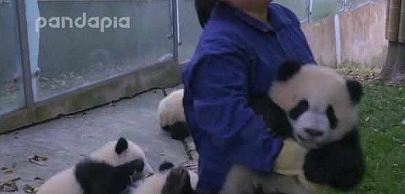 熊猫看到奶妈搞卫生，疯狂聚集过来，网友：场面一度非常混乱！ - 6