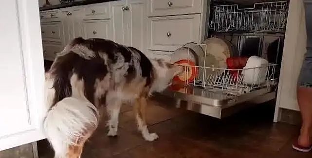 狗狗主动帮忙擦碗碟，这样的舔法，一个碗都不敢用！ - 1