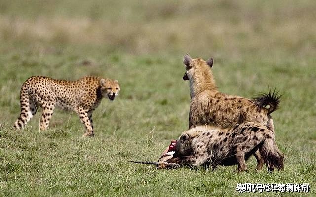 如果称霸非洲大草原的是老虎，鬣狗还敢抢它们的食物吗？ - 2