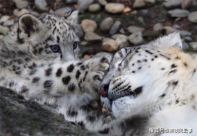 祁连山东段出现雪豹，母豹抓岩羊训练幼崽捕食，哪知小豹把它放走 - 2