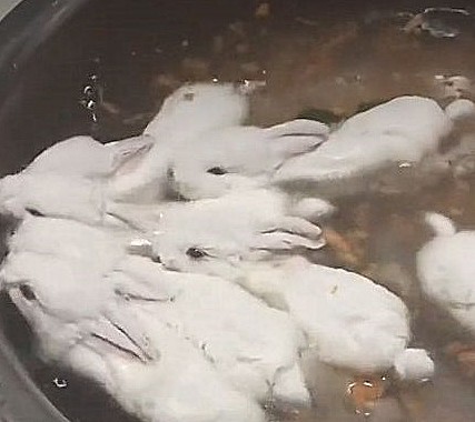 主人给兔子洗澡，顺手在盆里撒了把蔬菜，兔子：你直接起锅烧油吧 - 4