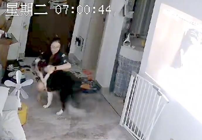 广东深圳：狗狗玩球误伤主人，自责坐地不动，得到原谅后直奔怀抱 - 3