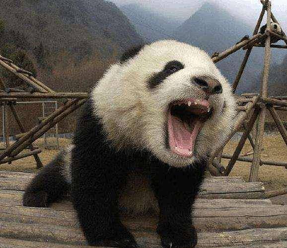 软萌熊猫，在上古时竟有如此霸气的名字，难怪食肉动物不敢欺负它 - 3