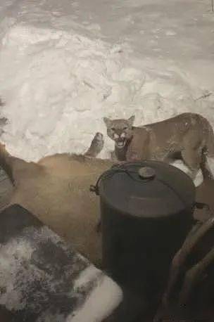 美国一只美洲金猫在居民门前捕杀麋鹿，被发现依依不舍放弃猎物，第二天又返回现场 - 5
