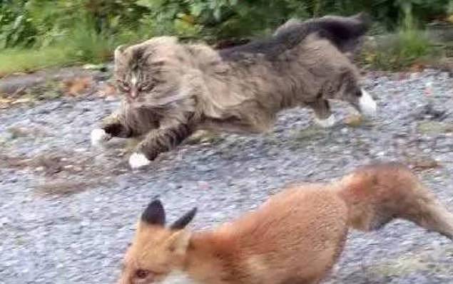 世界上最大的猫，有着与体型不相符的温柔内心，可以轻易赶跑狐狸 - 5