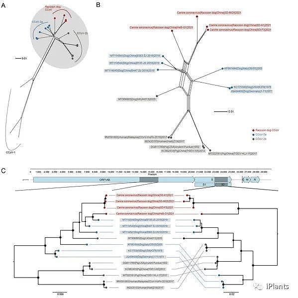 图2：貉CCoV的基因组重组与进化分析