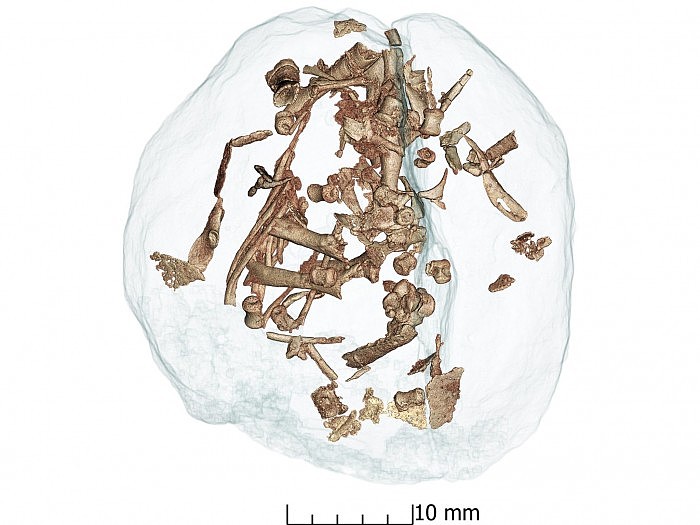 4Mussaurus-Patagonicus-Embryo-CT-Scan-2048x1536.jpg