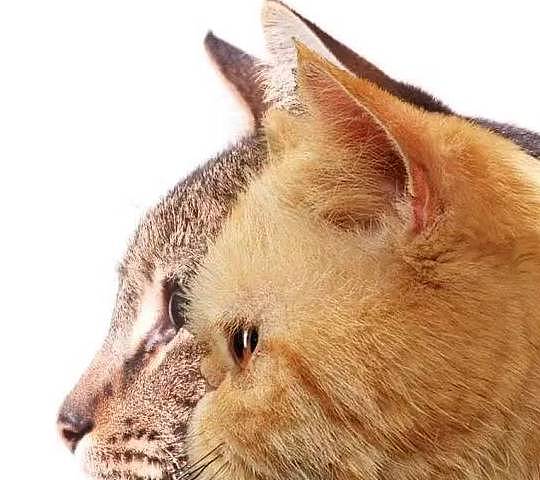 扁脸猫憨态可掬的长相，竟会导致其慢性疾病的漏诊 - 4