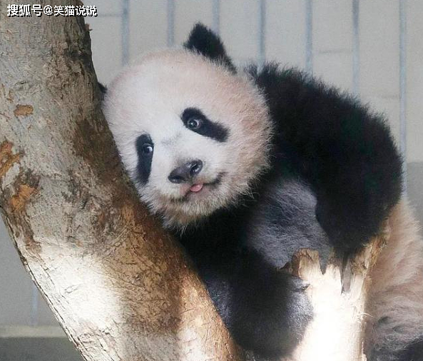 日本网友评大熊猫香香归还之事：要求送给他们，宣言香香的故乡是日本！ - 11
