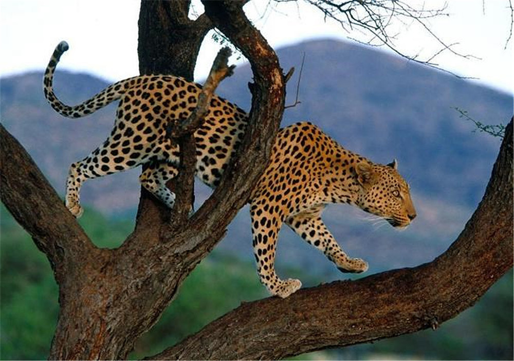 甘孜发现1只金钱豹，偷吃挂在树上的猎物，遭同类攻击摔落山崖 - 5