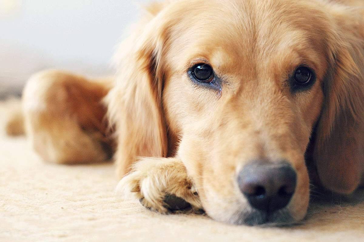 发现狗狗得了淋巴瘤，怎么治疗对狗狗更好？ - 1