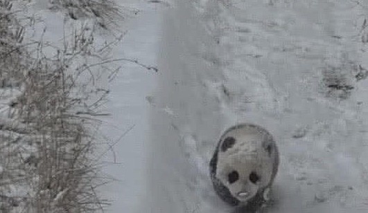 熊猫宝宝犯错误后，被扔到雪堆中受罚，没一会熊猫妈妈就后悔了 - 3