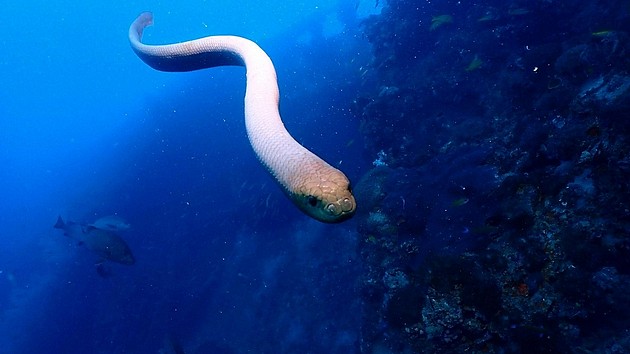 海蛇攻击潜水员可能是“错误的求爱行为” - 1