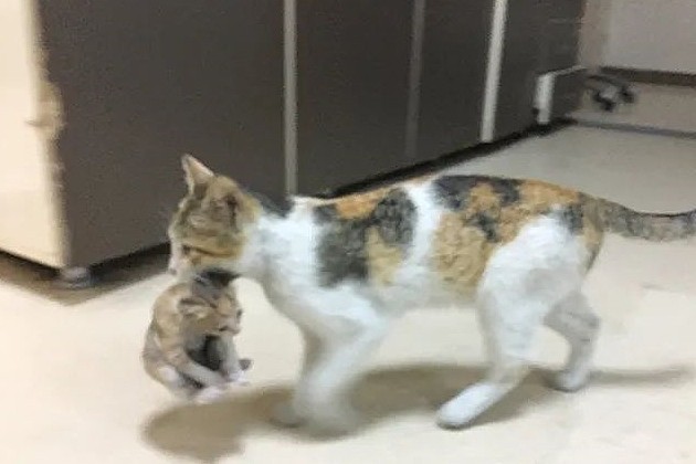 猫妈叼着小猫到医院求助，为报恩留在医院当“小护士”！ - 1