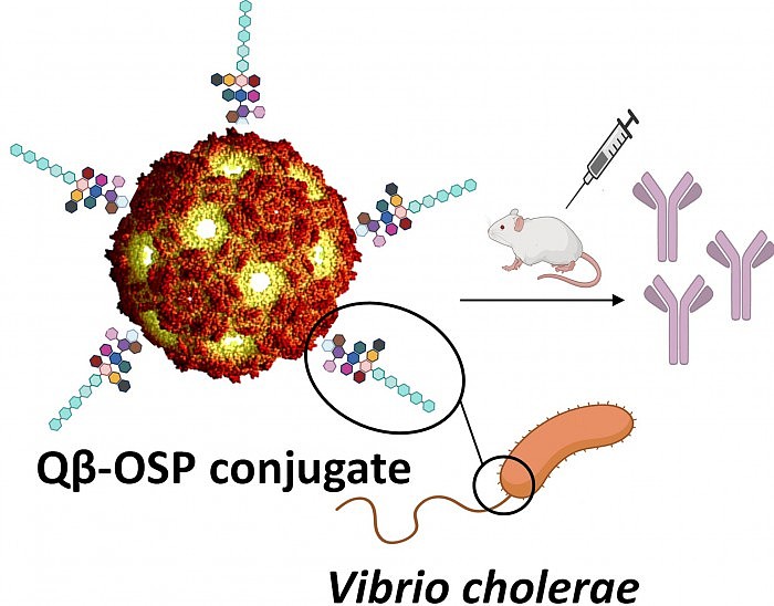 Potentially-Longer-Lasting-Cholera-Vaccine.jpg