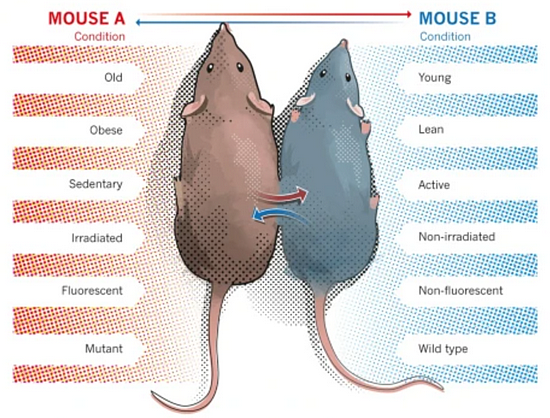 连体鼠并非本研究首创。曾有研究者将老年和青年实验鼠“连接”，以开展生物体衰老机制方面的研究（图片来源：nature.com）