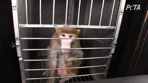 马斯克公司回应残忍虐猴，动物实验什么时候是个头？ - 18