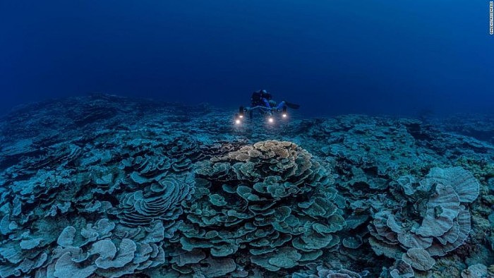 研究：防晒霜中发现的一种化学物质可能对珊瑚礁造成危害 - 1