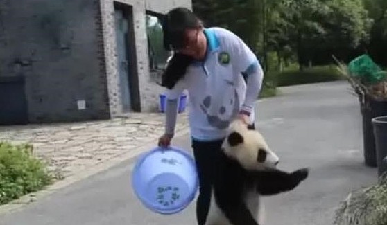 熊猫偷吃竹子被抓包，吓得腿软被拖走，网友：扼住命运的后脖颈！ - 4