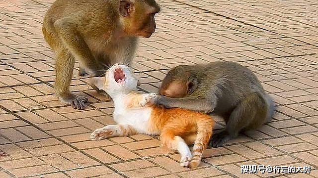 猫咪滞留动物园猴山，被猴子折磨撕咬，猴子为什么会那么讨厌猫？ - 5