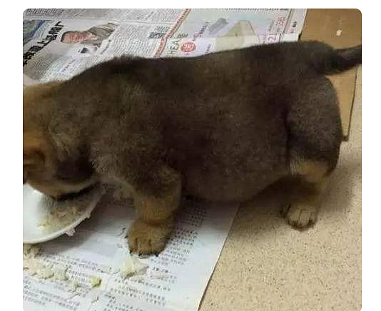 领养了一只小土狗，第二天看到狗狗肚子超大，去医院后被医生责备 - 2