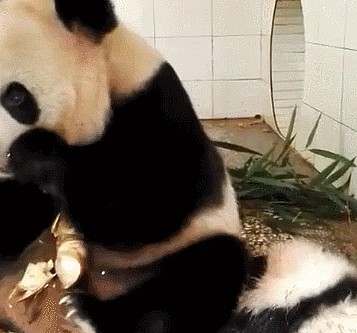 熊猫妈妈劈叉，把宝宝当垫脚石，游客：没人说，根本发现不了 - 4