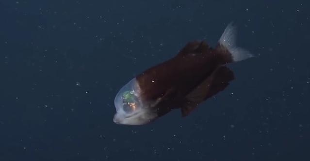美国深海拍到透明脑袋绿眼怪鱼 - 1
