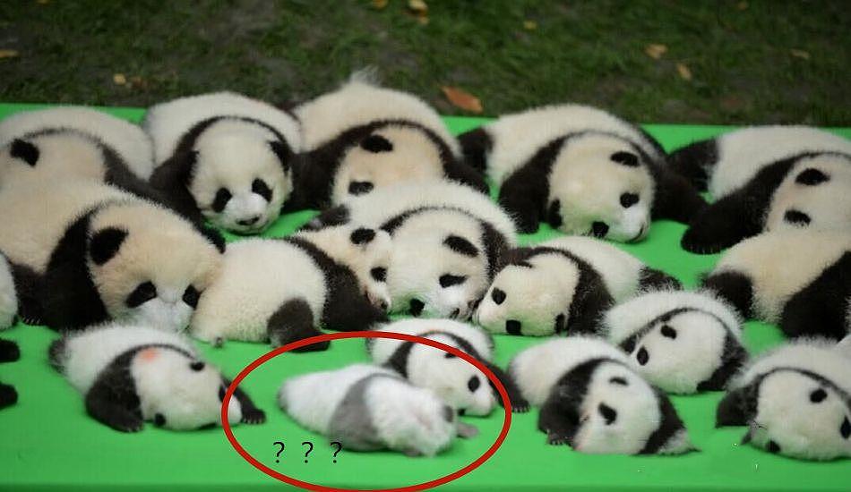饲养员晒熊猫，其中一只不对劲，网友：生着生着没墨了？ - 2