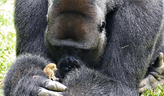 大猩猩和拇指猴温柔互动，猴子真的小到找不到啊 - 2