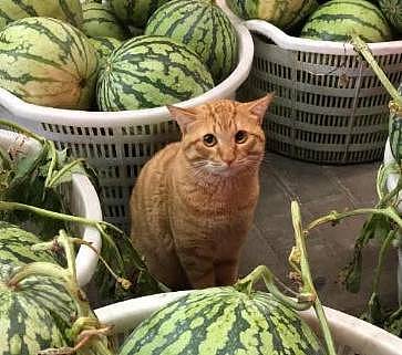 橘猫犯错了被赶出来卖西瓜，怂巴巴的样子萌翻路人：买西瓜送猫吗 - 2