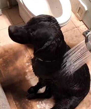 主人给黑狗洗澡，当水淋湿狗狗全身，流出来的水让他崩溃！ - 3
