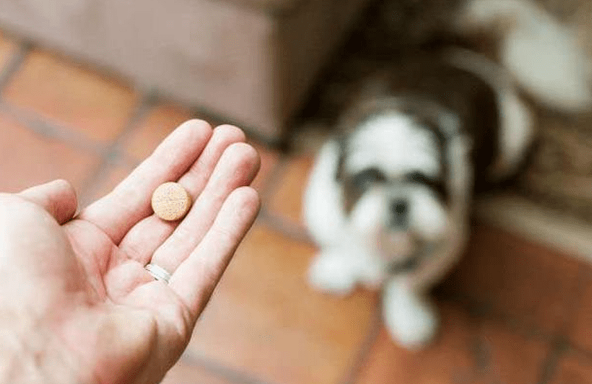 宠物健康篇：狗缺微量元素吃什么比较好 该怎么给狗狗补充微量元素？ - 4