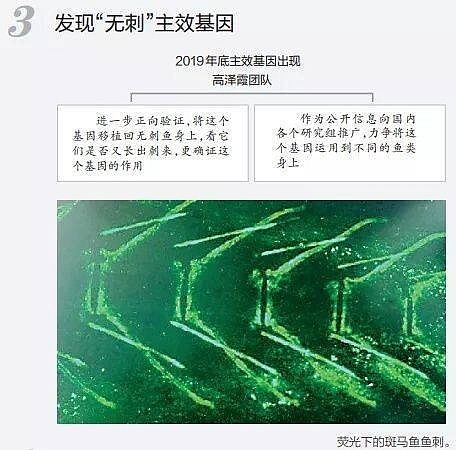 华中农大团队找到控制鱼刺生长的基因 - 4