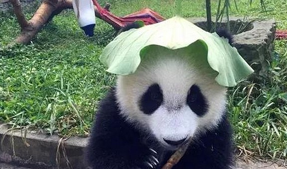 熊猫因怕晒自制遮阳帽，奶爸一看都笑岔气：国宝就该这么精致 - 2