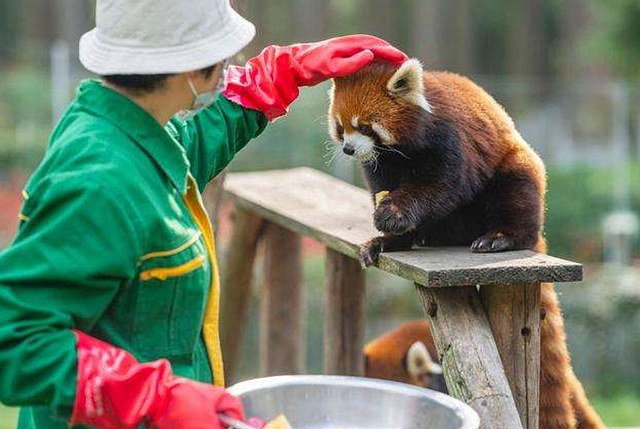 饲养员给小熊猫喂食，伸手摸了摸它的肚子，小熊猫的反应太搞笑了 - 3