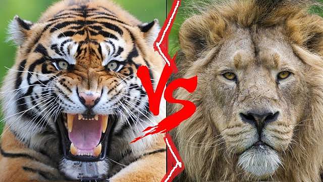 苏门答腊虎vs亚洲狮，事实证明，狮子无愧于“万兽之王”的称号 - 1
