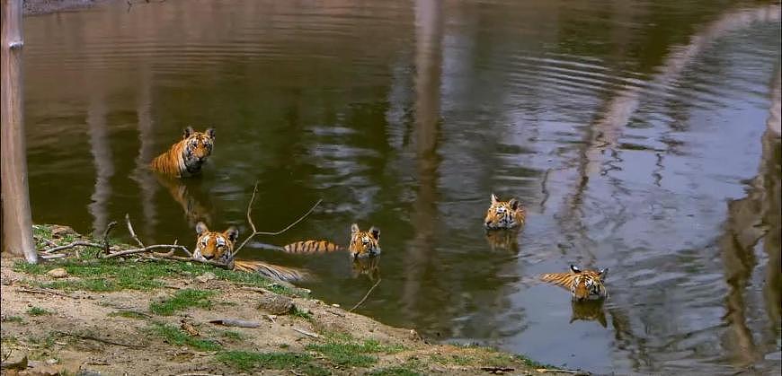 老虎中的“啃老族”：幼虎和妈妈一样大却不捕猎，边泡澡边等食物 - 1