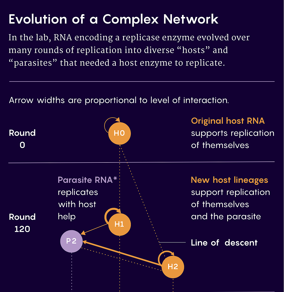 科学家在试管中让RNA分子演化成一个微小的生态系统 - 4