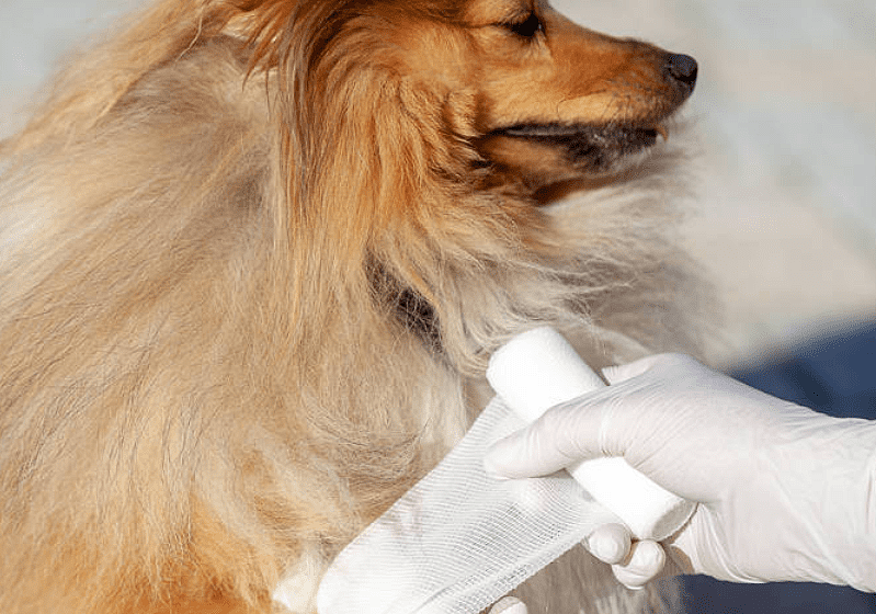 护理手册：狗狗受伤了吃什么消炎药 - 3