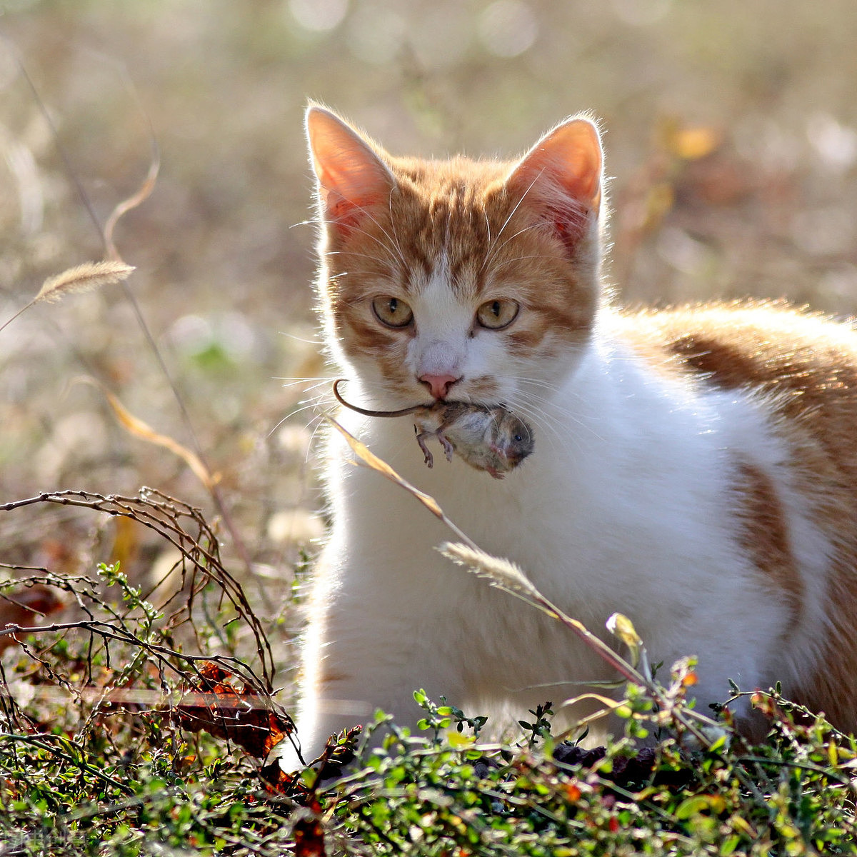 辟谣：橘猫肥胖是基因决定的？错的饲养方法养什么品种的猫都会胖 - 4