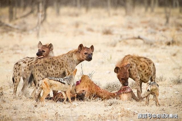 鬣狗连狮子都不怕，为啥独怕非洲人，非洲人有那么恐怖？ - 1