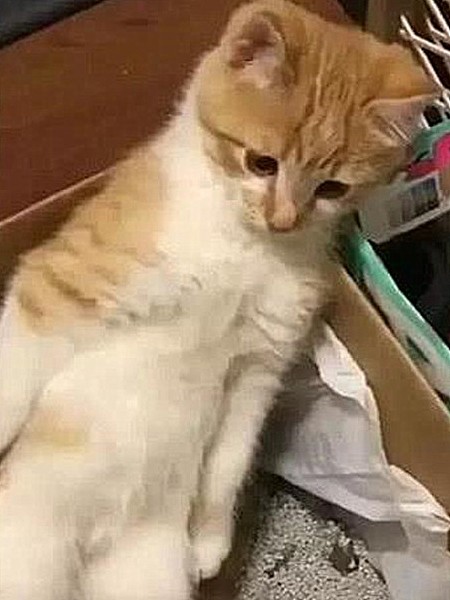 小猫闷闷不乐地站在猫砂盆里，男子求助，好友一瞧乐开花 - 4