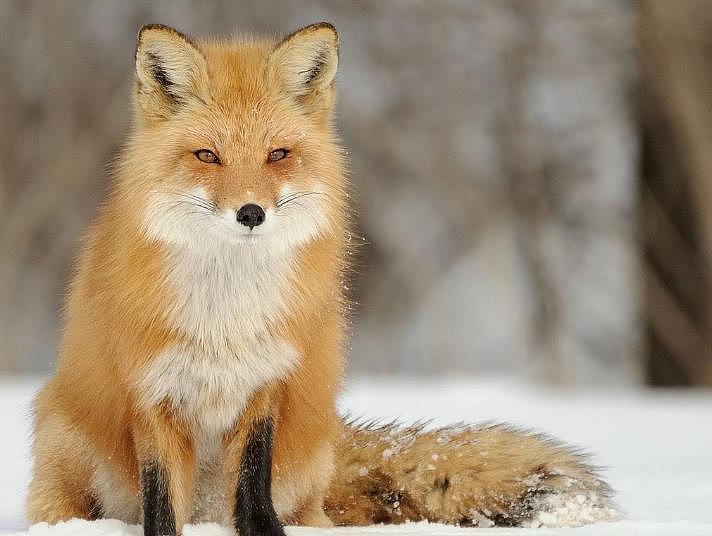驯养的狐狸可以成为很棒的宠物，不要与驯服的野狐混淆，驯化的狐狸比野生的狐 - 6